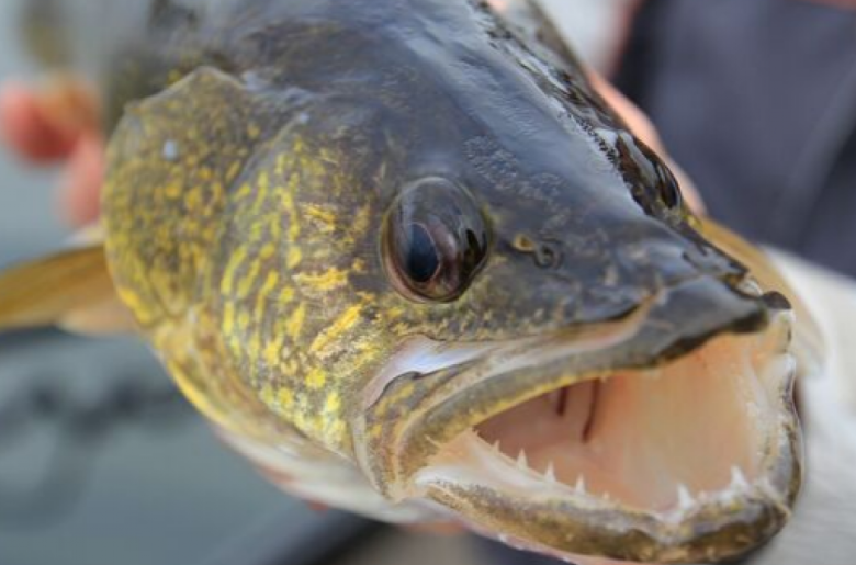 Walleye