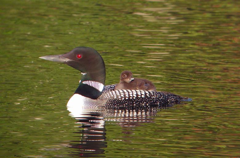 Parent loon with a chick on its back