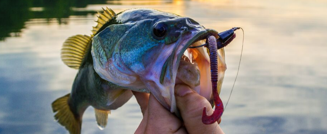 Bass held in hand