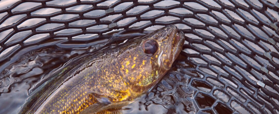 Walleye in fishing net